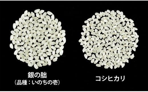＜テレビで紹介されました！＞令和8年産 新米【全12回定期便】皇室献上米『銀の朏』5kg 中津川市加子母産 栽培期間中化学肥料不使用 お米 新米 精米 F4N-2893