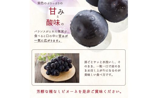 紀州和歌山産 ピオーネ 約2kg ※2025年8月下旬頃～9月上旬頃に順次発送 ※日付指定不可 ぶどう ブドウ 葡萄 果物 くだもの フルーツ【uot781】