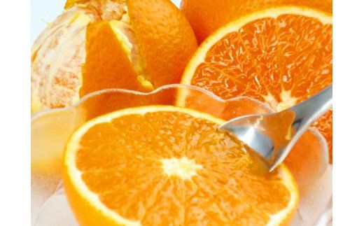 【3か月定期便】人気の柑橘を集めた！みかんの定期便【tkb111】