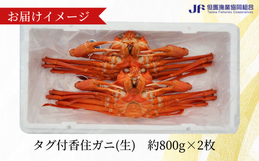 【香住ガニ（生）大 タグ付き 約800g×2枚 冷蔵】漁協から配送日調整の電話が入ります。タグ付きの立派なカニを自信もって提供いたします。関西唯一の水揚げ 大人気 ふるさと納税 甘みが強い 香住カニ 香美町 香住 かに ベニズワイガニ 丸ごと 脚 爪 身 ほぐし むき身 かにすき 鍋 遊魚館 03-07