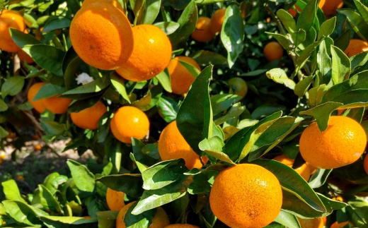 [秀品]和歌山有田みかん　6kg(3Lサイズ)※2025年11月中旬～1月中旬頃順次発送予定（お届け日指定不可）【tec836】