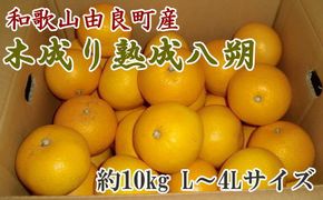 【産直】和歌山由良町産の木成り熟成八朔約10kg（L～4Lサイズをお届け）※2025年3月中旬～2025年4月下旬頃に発送（お届け日指定不可）【tec876A】