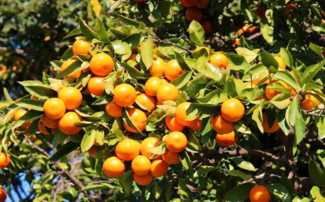 【秀品】 和歌山 有田みかん 5kg（2Sサイズ）※北海道・沖縄・離島への配送不可 ※2025年11月中旬～2026年1月中旬頃順次発送予定（お届け日指定不可）【tec886A】