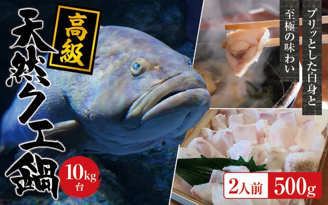 【冷凍】天然 高級クエ 10kg台  クエ鍋セット 2人前(250g×2) 【2024年11月下旬から2025年2月下旬までに順次発送致します。】【tkw006-2】