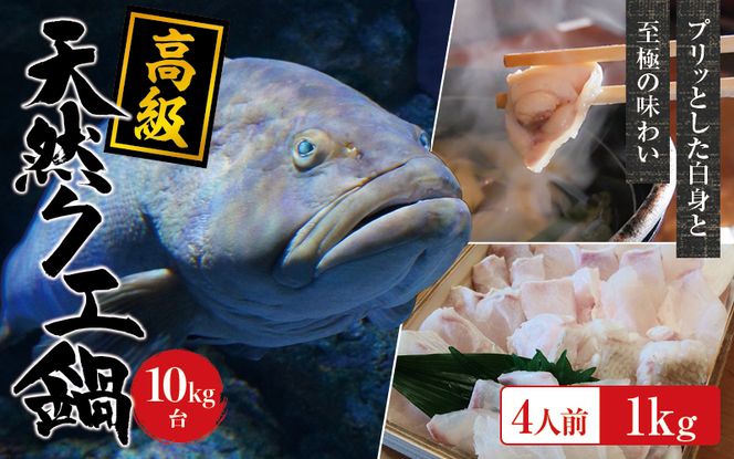 【冷凍】天然 高級クエ 10kg台  クエ鍋セット 4人前(250g×4) 【2024年11月下旬から2025年2月下旬までに順次発送致します。】 【tkw008-2】