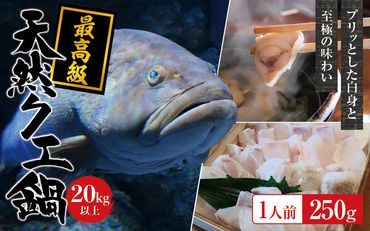 【冷蔵】天然 最高級クエ 20kg 以上  クエ鍋セット 1人前(250g×1) 【2024年11月下旬から2025年2月下旬までに順次発送致します。】【tkw009-1】