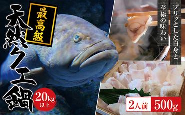 【冷蔵】天然 最高級クエ 20kg 以上  クエ鍋セット 2人前(250g×2) 【2024年11月下旬から2025年2月下旬までに順次発送致します。】【tkw010-1】