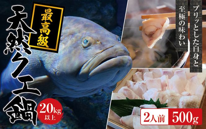 【冷凍】天然 最高級クエ 20kg 以上  クエ鍋セット 2人前(250g×2) 【2024年11月下旬から2025年2月下旬までに順次発送致します。】【tkw010-2】