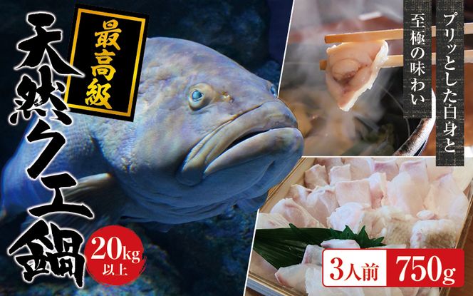 【冷凍】天然 最高級クエ 20kg 以上  クエ鍋セット 3人前(250g×3) 【2024年11月下旬から2025年2月下旬までに順次発送致します。】【tkw011-2】