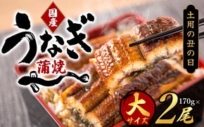 【土用の丑の日までにお届け！】【大型サイズ】国産 大型サイズ ふっくら柔らか 国産うなぎ蒲焼き 2尾 化粧箱入 先行予約 国産 うなぎ ウナギ 鰻 蒲焼 土用の丑の日 丑の日【uot302-dy】 
