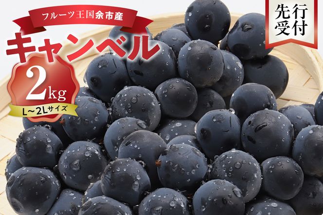 【先行予約：2026年9月中旬以降発送】フルーツ王国余市産「キャンベル」2kg【ニトリ観光果樹園】_Y074-0124