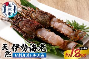 b100-073　伊勢海老 お造りセットC 約1.8kg（お刺身用に加工済）