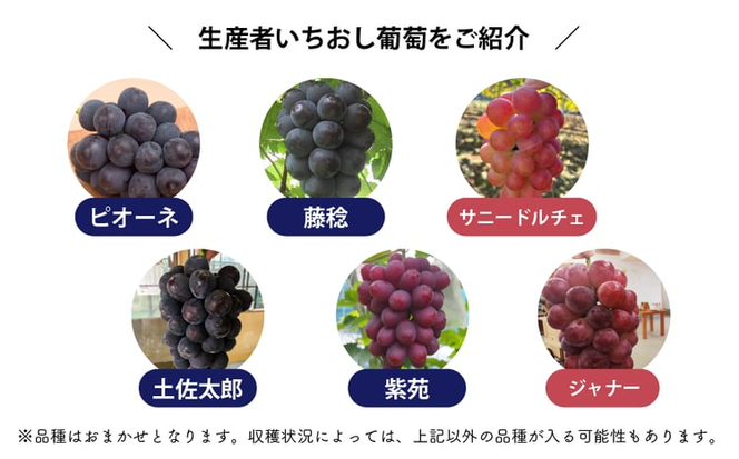 【2026年先行予約】シャインマスカット＆生産者いちおし葡萄 ２房/計1.0kg~ (岡山県産) 【KF-B010-04】