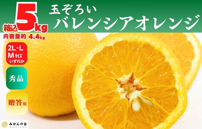 バレンシアオレンジ 国産 玉ぞろい 秀品 箱込 5kg (内容量 4.4kg ) 2L L M サイズのいずれか 和歌山県産 産地直送【みかんの会】 AX407
