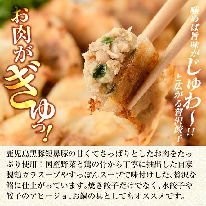 ＜容量・配送が選べる＞鹿児島黒豚「短鼻豚」無添加餃子 1パック 12個入 (24個・48個・96個・3回定期便)【鹿児島ますや】姶良市 ギョーザ 餃子 無添加 惣菜 おかず おつまみ 冷凍 黒豚 国産野菜 ぎょうざ a441 a442 a880 a1112