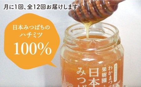 【全12回定期便】福岡県 糸島産 わかまつ 果樹園 の 日本 蜜蜂 の はちみつ 100％ PURE RAW 糸島市 / わかまつ農園 [AHB034]