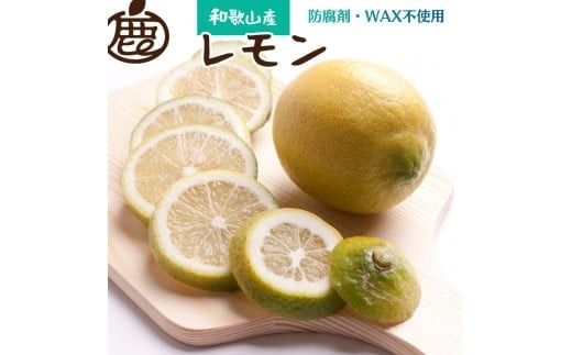 [先行予約]レモン7.5kg+250g(傷み補償分)[和歌山有田産][防腐剤・WAX不使用、安心の国産レモン] ※2025年9月上旬頃〜2026年4月下旬頃に順次発送 / 和歌山 れもん レモン[ik