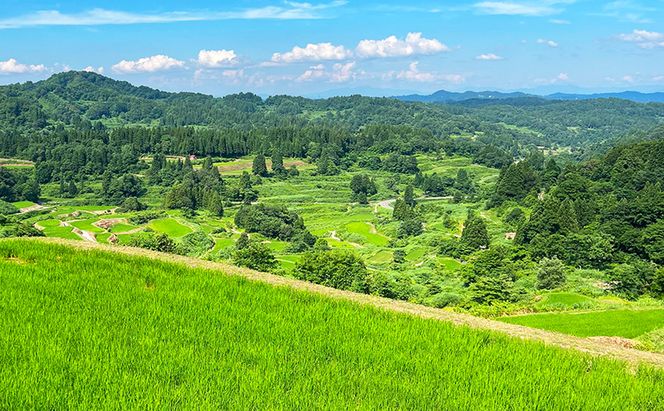 【令和8年産 先行予約】大地の恵みを味わいながら未来を守る「星峠棚田米」 10kg（白米）越後まつだい 魚沼産コシヒカリ