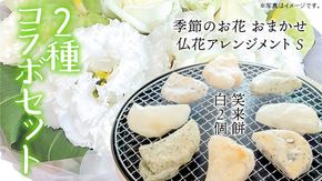 【 筑西市 ふるさと納税限定 コラボ 】 《 季節のお花の仏花アレンジメントS 》《 笑来餅 2個 セット（白2個） 》 アレンジメント 生花 ギフト プレゼント 誕生日 記念日 敬老 餅 もち もち米 [ZZ049ci]