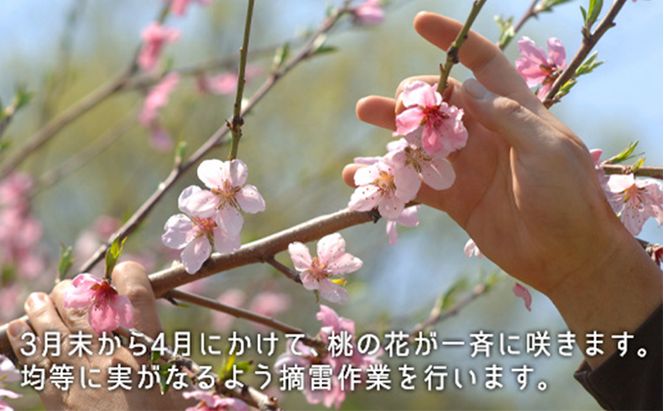 桃 2026年 先行予約 白桃 早生種 約1.3kg  5～6玉 もも モモ 岡山県産 国産 フルーツ 果物 ギフト
