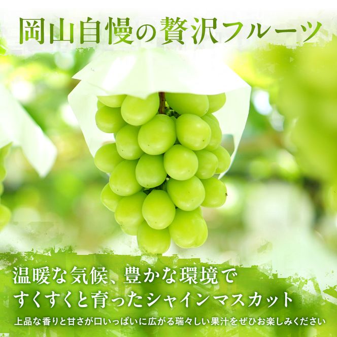 ぶどう 定期便 2026年 先行予約 シャイン マスカット 晴王 各月2房（1房600g以上） 2回コース マスカット ブドウ 葡萄  岡山県産 国産 フルーツ 果物 ギフト 上品な香り 最高級 大粒 種なし 