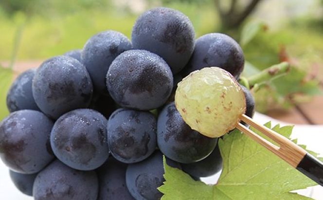 桃 ぶどう 2026年 先行予約 白桃 5玉 合計約1.5kg（1玉 約300g） ニューピオーネ 1房 550g 詰合せ もも モモ 葡萄 ブドウ ピオーネ 岡山県産 国産 フルーツ 果物 ギフト 桃茂実苑 