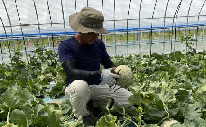 【2026年7～9月連続お届け】3品種 ふらの メロン 定期便 ≪計3玉≫ 北海道 富良野市 (高見農園) メロン フルーツ 果物 新鮮 甘い 贈り物 ギフト 道産 ジューシー おやつ ふらの ブランド 夏 