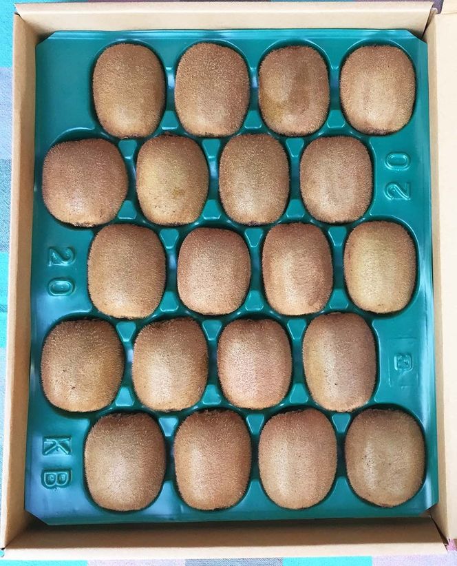 手摘み熟成キウイフルーツ〈出荷時期:2025年11月1日出荷開始～2026年6月10日出荷終了〉【手摘み熟成キウイフルーツ 丁寧に収穫 小田原のキウイフルーツ 熟成キウイフルーツ 神奈川県 小田原市 】 142069_BP006