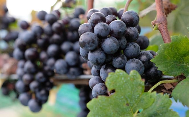 2024 Sur la colline  Cabernet Sauvignon　信州　小諸市ワイン　赤ワイン　カベルネ・ソーヴィニヨン　カベルネフラン　Greve.t　KomorokkoFarm&Winery