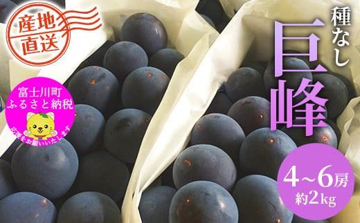 【JA厳選】フルーツ王国やまなし満喫定期便　巨峰（約２kg・4～6房）＆シャインマスカット(約1kg・2房)定期便　ぶどう ブドウ 葡萄 果物 くだもの フルーツ 山梨 やまなし 富士川町
