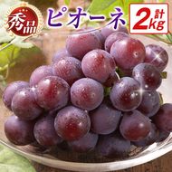 【令和8年発送 先行予約】小林市産 ピオーネ 2kg（ぶどう ブドウ ピオーネ フルーツ 果物 くだもの 先行受付 限定）【令和8年発送 先行予約】小林市産 ピオーネ 2kg（ぶどう ブドウ ピオーネ フルーツ 果物 くだもの 先行受付 限定）