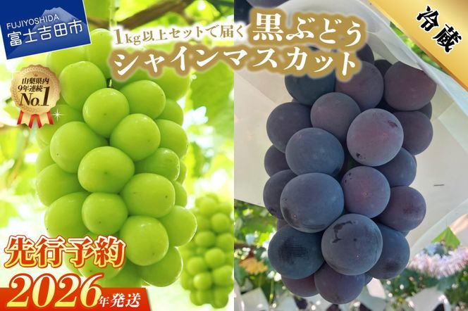 【2026年発送 先行予約】ジューシーで甘さ抜群 シャインマスカットと黒ぶどうセット(1kg以上) マスカット ぶどう 果物 フルーツ 旬 高級 2026年 山梨 富士吉田