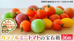 カラフルミニトマト の 宝石箱 36粒 【2026年1月から発送開始】トマト ミニトマト カラフル 野菜 フルーツ（茨城県共通返礼品 [トマト]：つくばみらい市産）