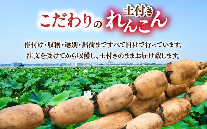 【先行予約】産地直送！土付き蓮根（2kg）【清水食品株式会社】 れんこん レンコン 愛知県産 野菜 産地直送 愛西市/ 清水食品株式会社[AEAJ001]