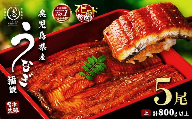 【志布志市制20周年記念】【10営業日以内に発送】鹿児島県産うなぎ蒲焼 名水慈鰻 5尾＜計800g以上＞  b8-043
