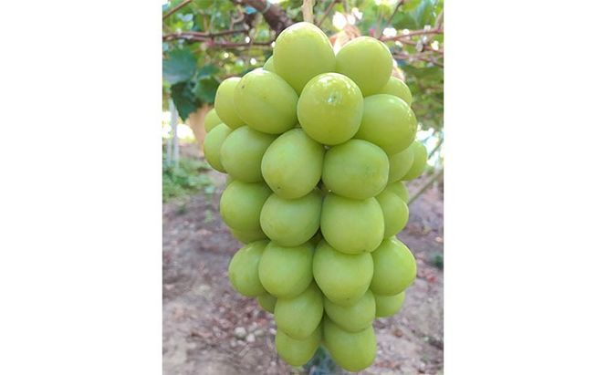 ぶどう 2026年 先行予約 農家こだわりの シャイン マスカット ＆ ニュー ピオーネ 2房 合計約1.2kg 贈答クラス 葡萄 岡山県産 国産 フルーツ 果物 ギフト 【 Nini farm 農家 直送 】 [№5735-1945]