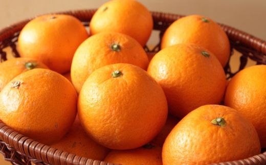 【濃厚】有田産清見オレンジ約5kg（サイズおまかせ 青秀以上） ※2027年2月中旬～2027年3月中旬頃に順次発送予定（日付指定不可）【tec958】