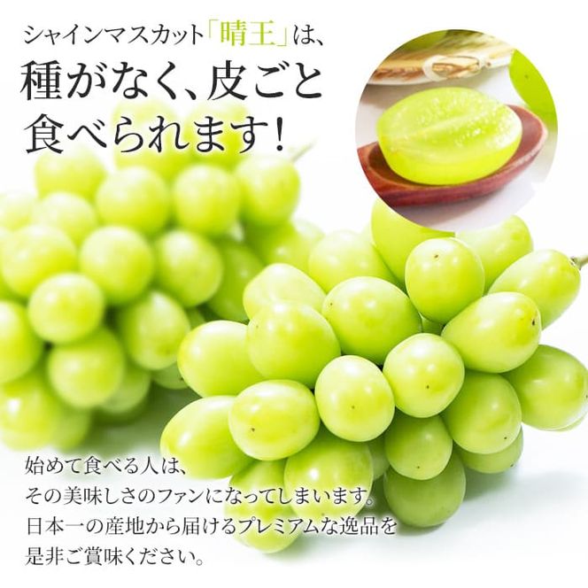 ぶどう 2026年 先行予約 シャイン マスカット 晴王 2房入り 合計約1kg 大粒 種無し ブドウ 葡萄 岡山県産 国産 フルーツ 果物 ギフト 橋田商店