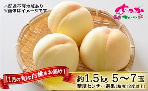 桃 2026年 先行予約 11月の旬な 白桃 冬桃 をお届け！約1.5kg 5～7玉 糖度センサー選果 糖度12度以上 もも モモ 岡山県 赤磐市産 国産 フルーツ 果物 ギフト あみかフルーツ　岡山 旬の桃 少し小ぶり