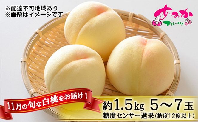 桃 2026年 先行予約 11月の旬な 白桃 冬桃 をお届け！約1.5kg 5～7玉 糖度センサー選果 糖度12度以上 もも モモ 岡山県 赤磐市産 国産 フルーツ 果物 ギフト あみかフルーツ　岡山 旬の桃 少し小ぶり