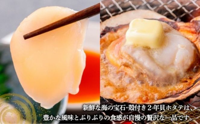 【先行予約】北海道 豊浦町 殻付き 2年貝 活ホタテ 約8kg（2026年1月から3月より順次発送） TYUP003