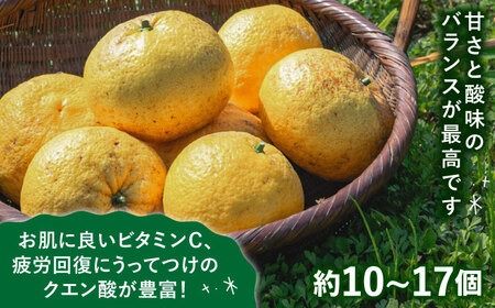 【先行予約】【有機栽培】甘夏 5kg 栽培期間中 農薬不使用 【2025年4月中旬以降順次発送】糸島市 / わかまつ農園 [AHB050] 果物 フルーツ