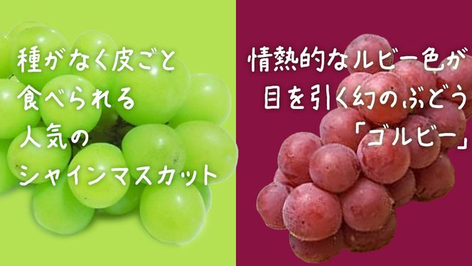 y錧vszyӂvizy˔z VC}XJbg & Sr[ (eP[)y2026N9{Jnz(錧ʕԗiFq) Ԃǂ  }XJbg t[c ʕ p Mtg 蕨