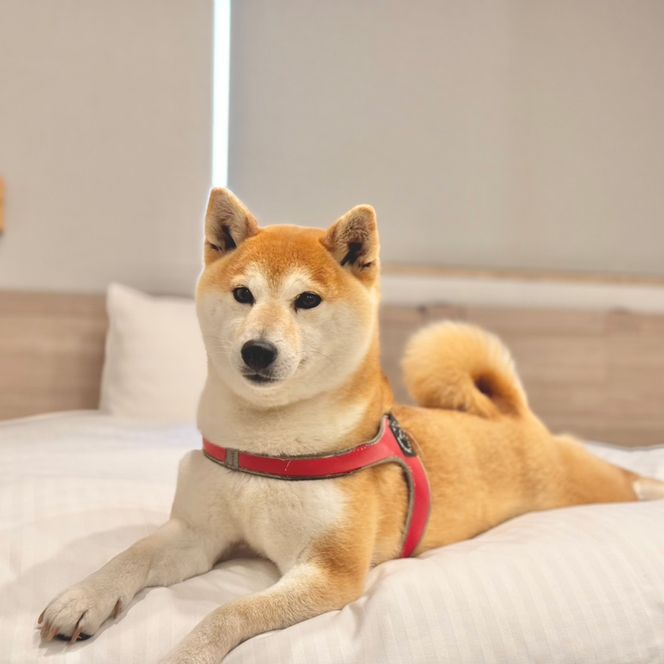 淡路島で愛犬と泊まれる宿<DOGGYWOOD>で使える宿泊ご優待券100,000円分