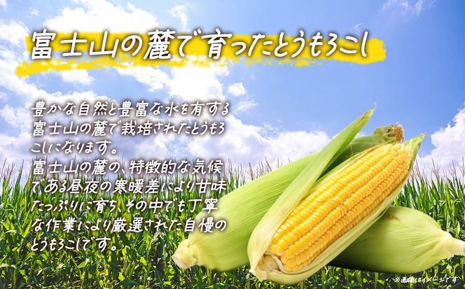 【先行予約】朝採りとうもろこし 10㎏ お楽しみボックス（その他）