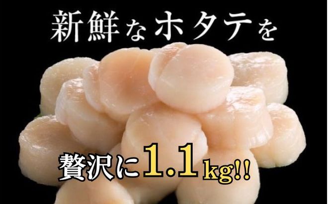 【 3ヵ月 定期便 】北海道 訳あり 冷凍 帆立 貝柱 1.1kg (各回1.1kg×3ヶ月分,合計約3.3kg)  お刺身 新鮮 魚貝類 