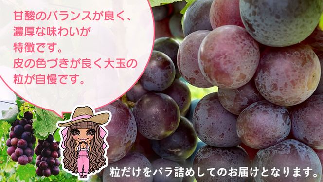 【 先行予約 】【 訳あり 】 バラ粒 甘くてジューシーな旬の天使の 巨峰 約 1kg （ 茨城県共通返礼品： かすみがうら市 ） 【 2026年8月頃発送 】 フルーツ 果物 マスカット ぶどう 葡萄 ブドウ 旬 国産 産地直送 ギフト 贈り物