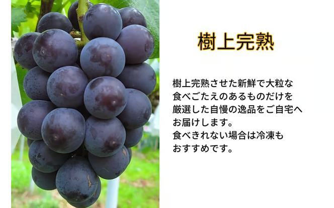 【2026年先行予約】 厳選 岡山県産 藤稔 1.0㎏以上（2房） 産地直送 朝採れ ぶどう 葡萄 先行予約 フルーツ 果物 真庭市 フルーツ王国 珍しい 甘い【kgftmt007-02】