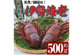 ＜ 数量限定 期間限定 ＞天然！門川町産活き伊勢海老(計500g・約1～2尾) エビ えび 刺身 魚介 海鮮 朝獲れ 国産 【O-13】【門川漁業協同組合】