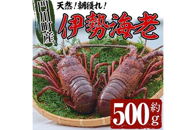 ＜ 数量限定 期間限定 ＞天然！門川町産活き伊勢海老(計500g・約1～2尾) エビ えび 刺身 魚介 海鮮 朝獲れ 国産 【O-13】【門川漁業協同組合】